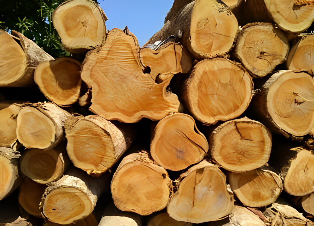 Color Of A Pile Of Teak Wood From The Forest