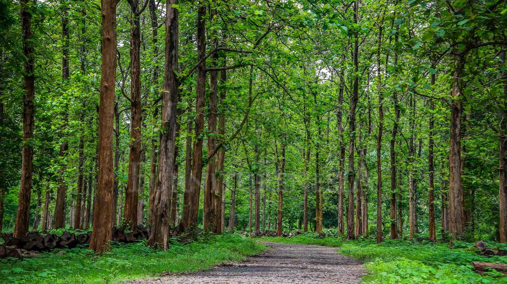Exploring the Origins of Teak Wood