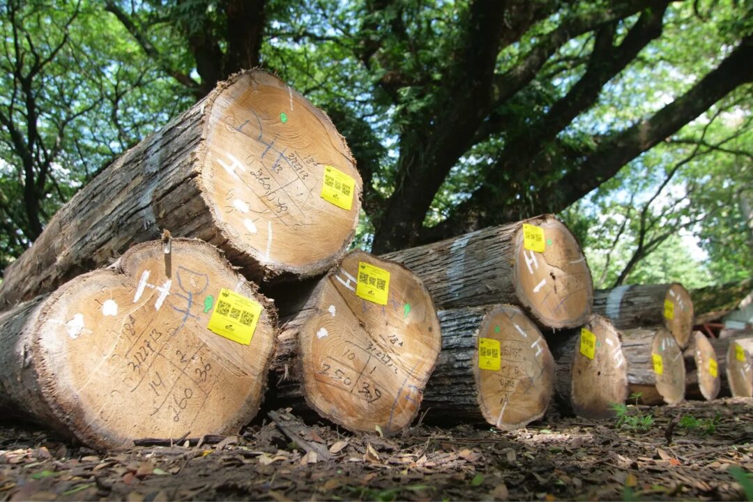 Strongest Wood For Furniture