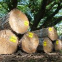 Strongest Wood for Furniture