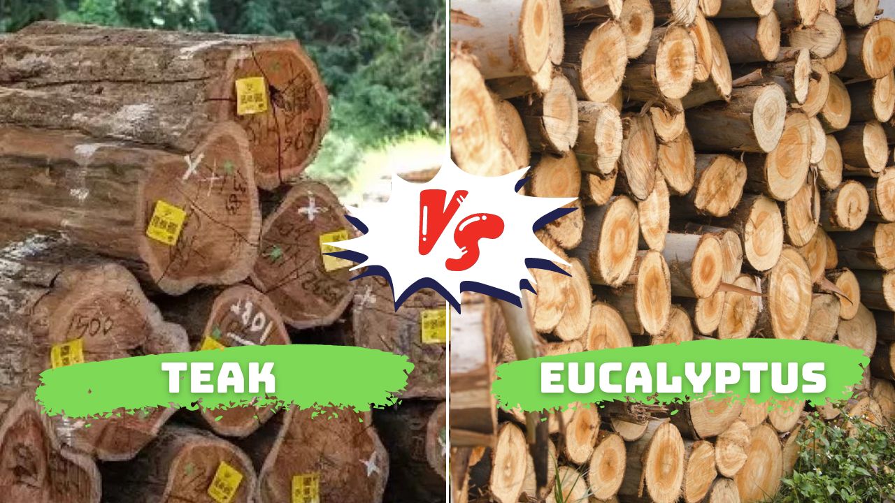 Eucalyptus vs Teak Outdoor Furniture Pros and Cons of Each Furniturenesia
